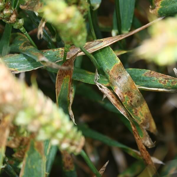 fusarium-leaf-symptoms
